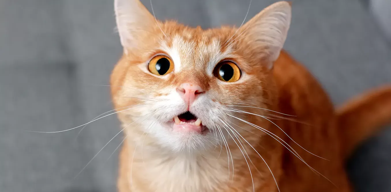 DoppyTheElv's avatar