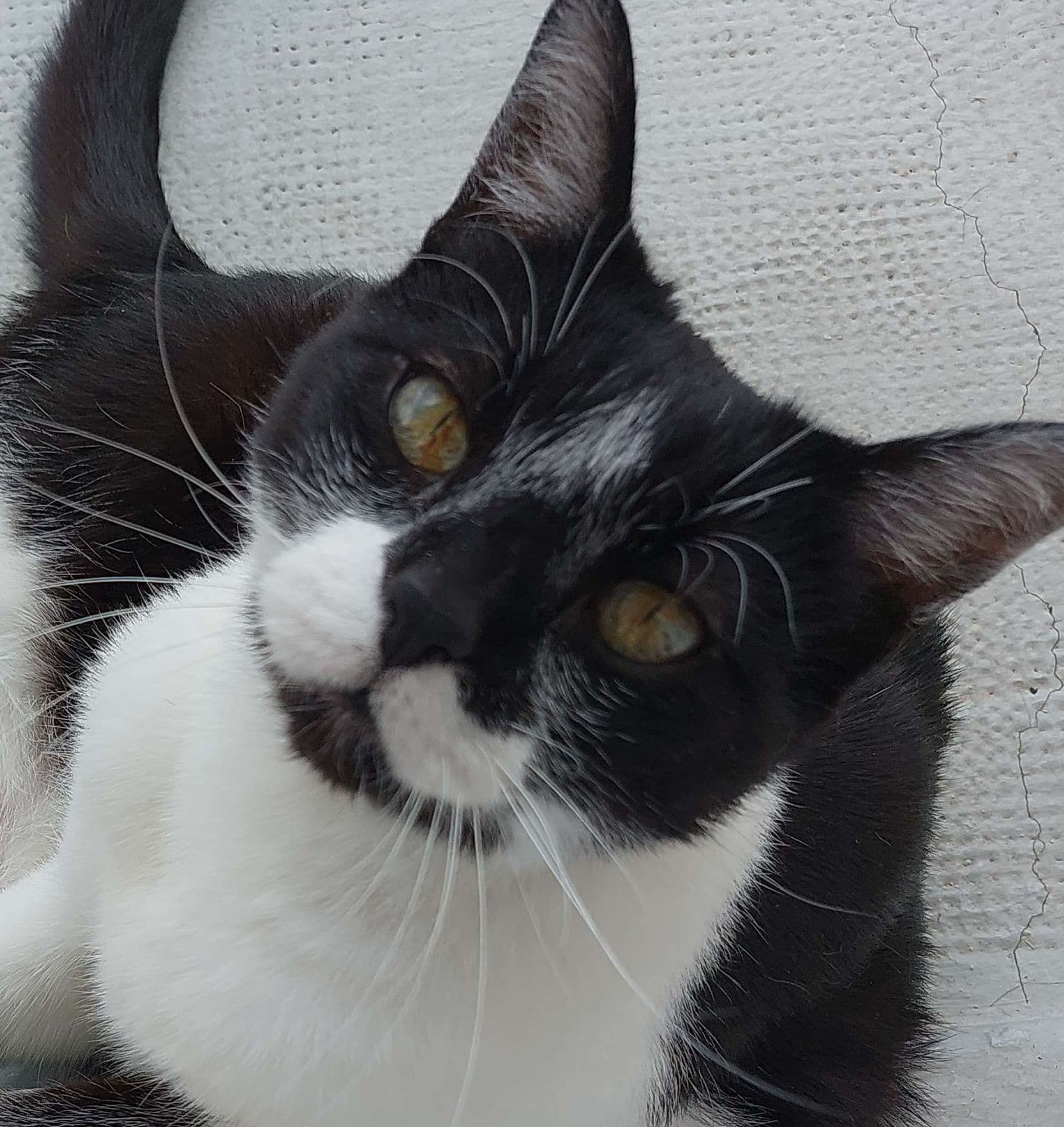 LinelleKardeen's avatar