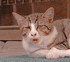 potatolimit's avatar