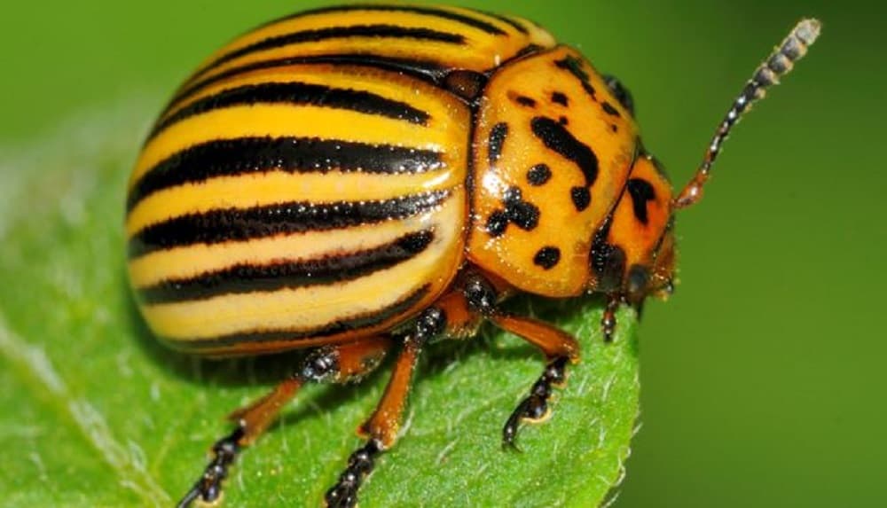 A Colorado Potato Beetle on a leaf.