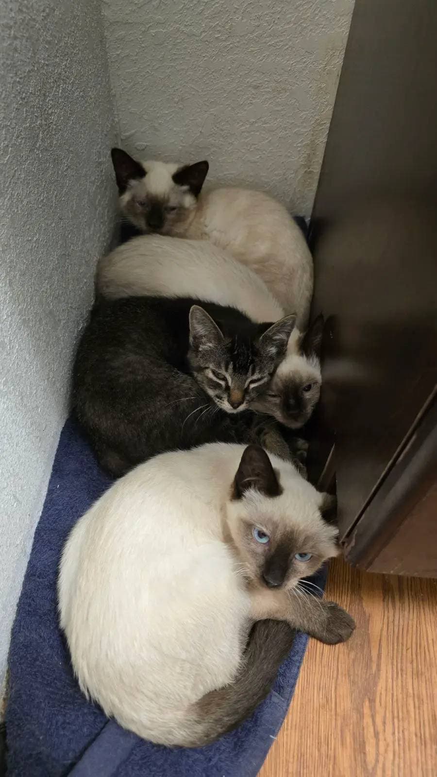 Three cats curled up on a towel.