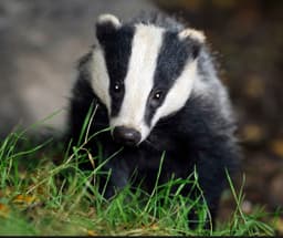 The Badger's avatar