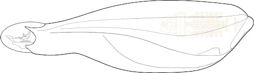 A lateral 2D sketch of the Skylark Elite Dangerous ship design