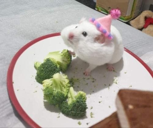 broccohammy's avatar