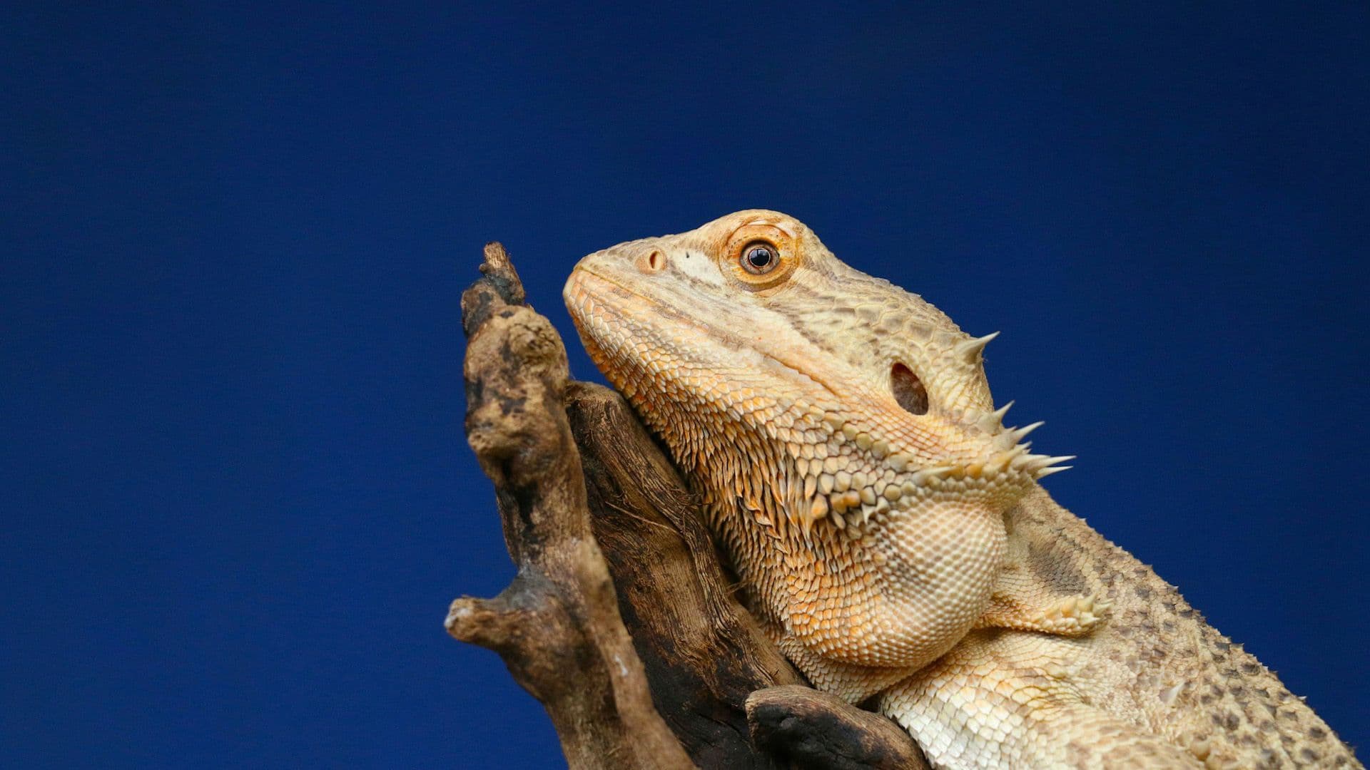 The Lizard of Oz? Change one letter in a movie's title to completely change the plot for $1